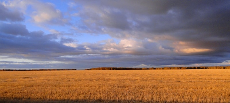Grain fields Kostanai of province.